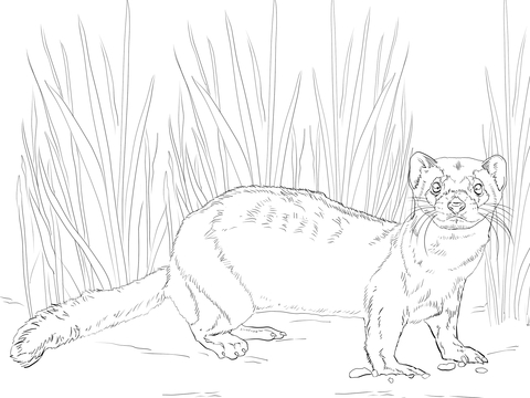 American Polecat Or Black Footed Ferret Coloring Page